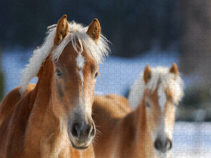 Haflinger - CALVENDO Foto-Puzzle'