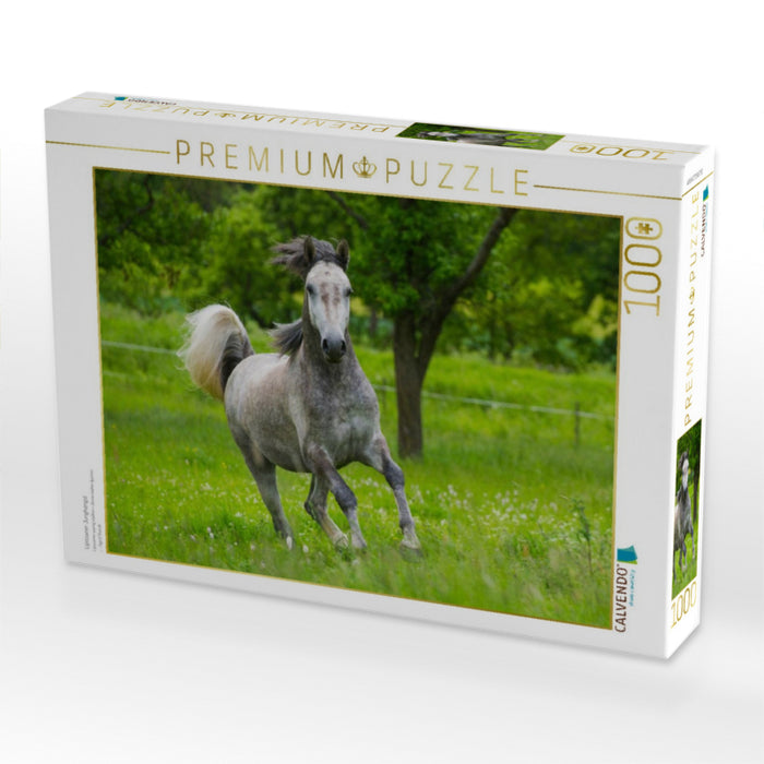 Lipizzaner Junghengst - CALVENDO Foto-Puzzle'