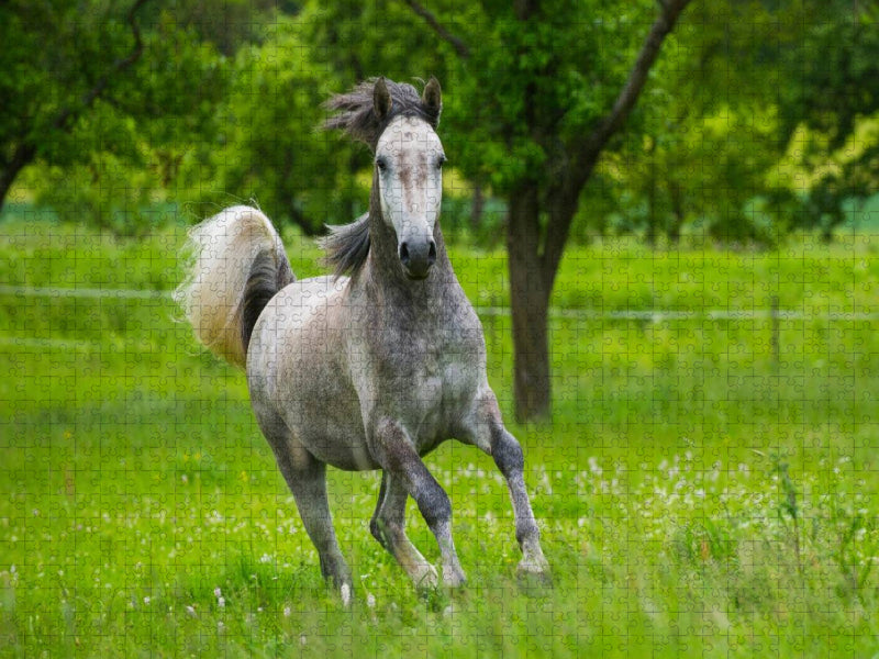 Lipizzaner Junghengst - CALVENDO Foto-Puzzle'