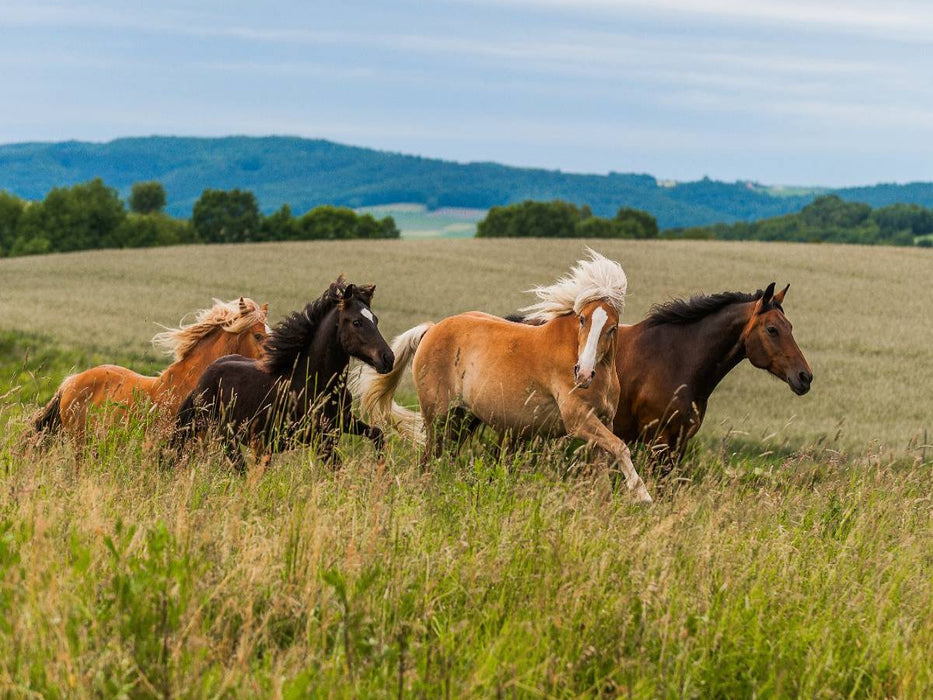 Pferdeherde auf der Weide - CALVENDO Foto-Puzzle'
