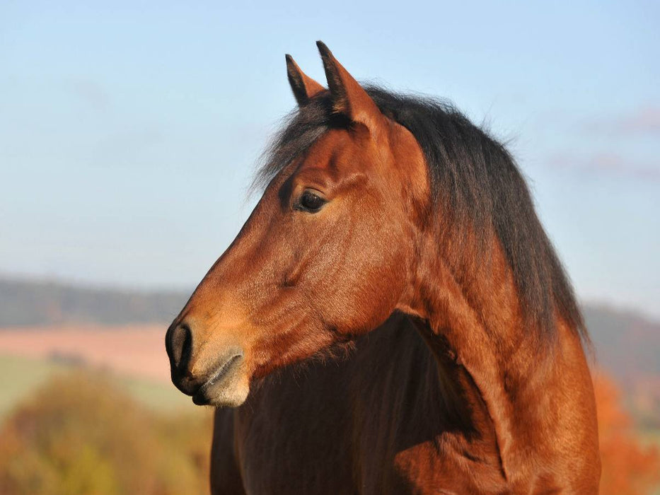 Pferd Junghengst Porträt - CALVENDO Foto-Puzzle'