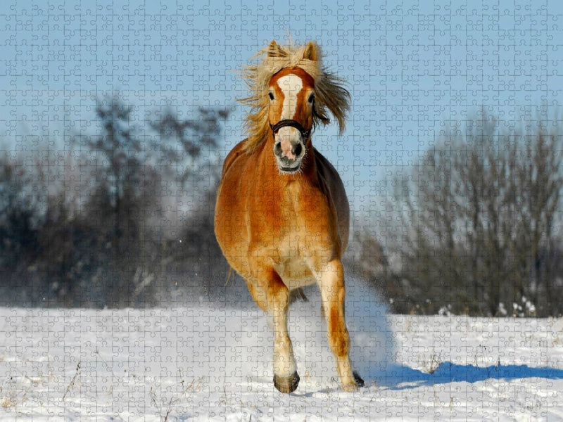 Haflinger im Schnee - CALVENDO Foto-Puzzle'