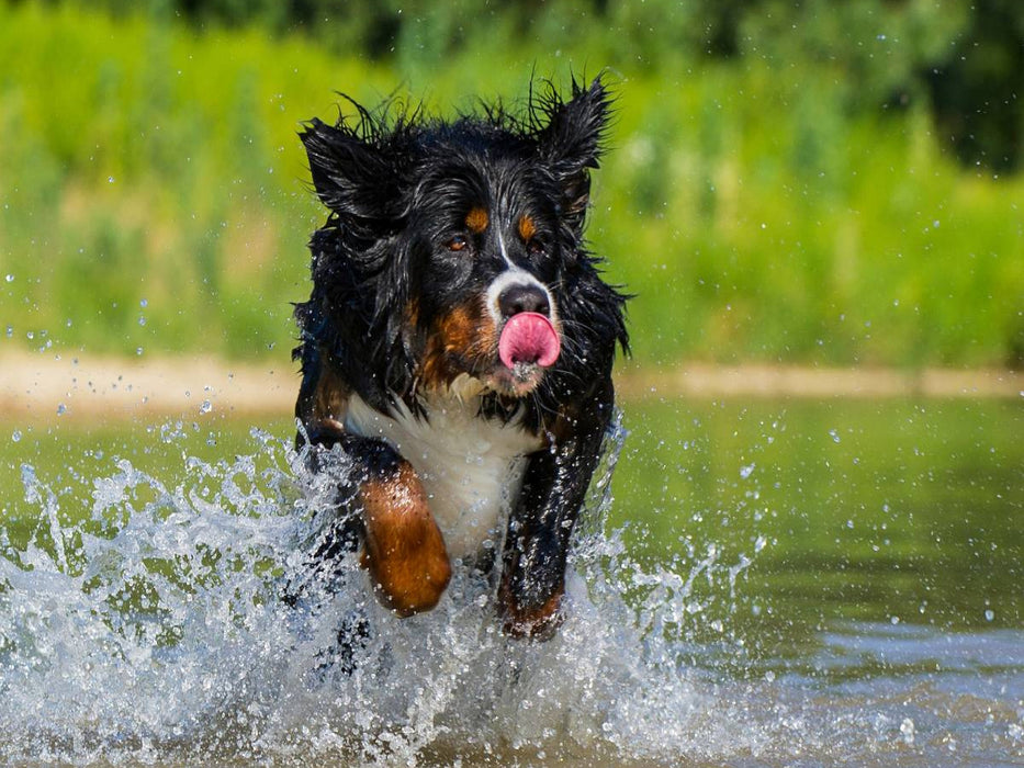 Berner Sennenhund am See - CALVENDO Foto-Puzzle'