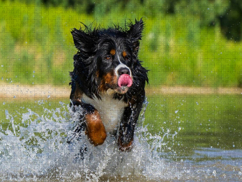 Berner Sennenhund am See - CALVENDO Foto-Puzzle'