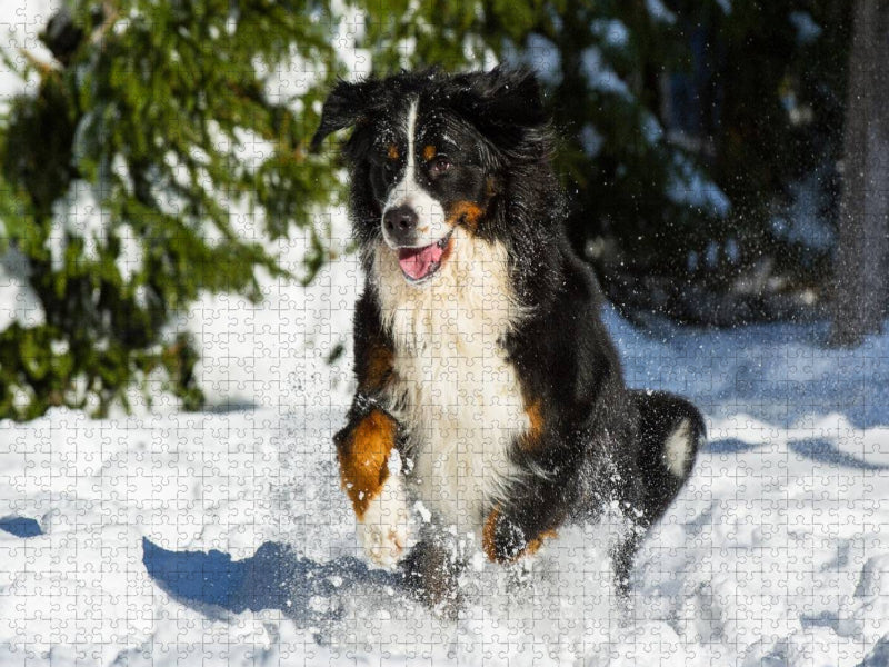 Berner Sennenhund im Schnee - CALVENDO Foto-Puzzle'