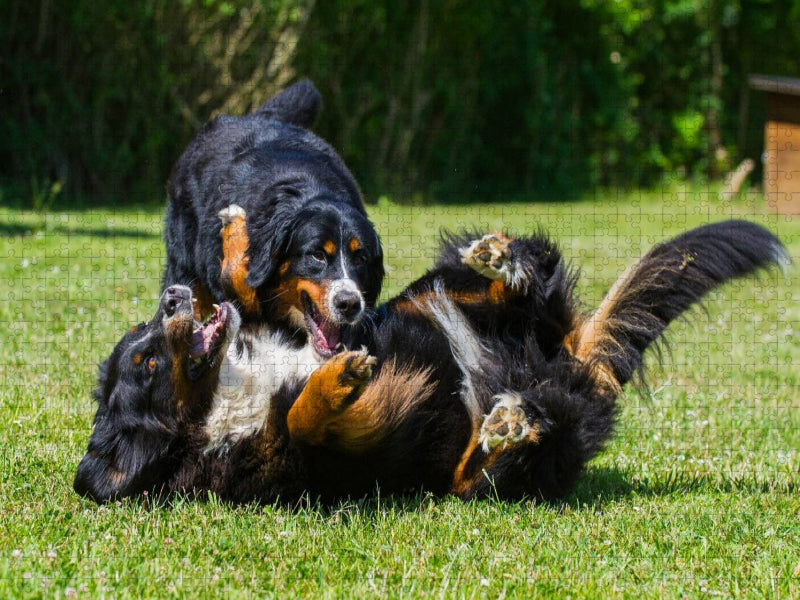 Berner Sennenhunde beim Spiel - CALVENDO Foto-Puzzle'