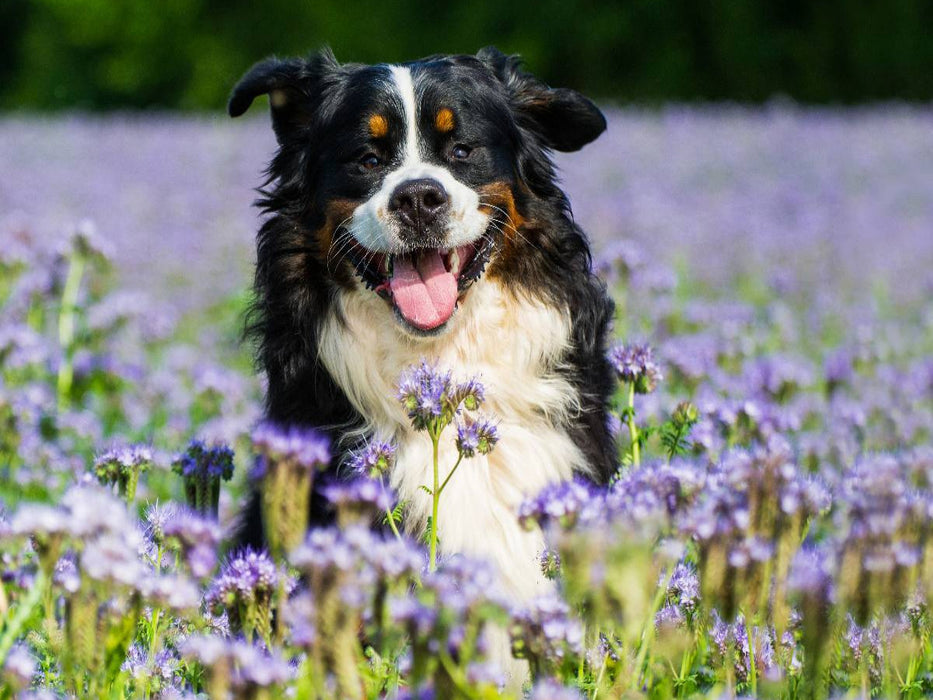 Traumhund Berner Sennenhund - CALVENDO Foto-Puzzle'