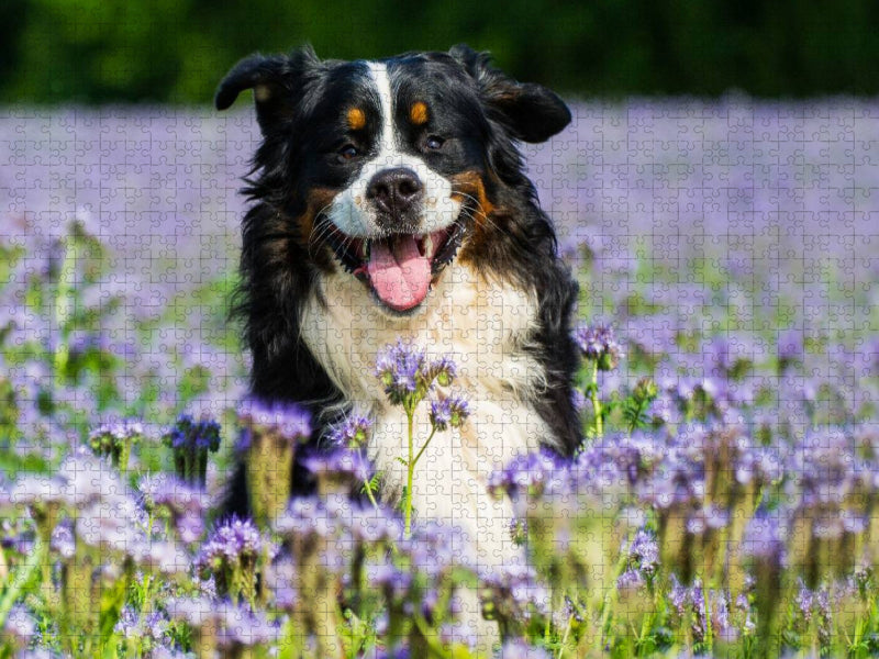 Traumhund Berner Sennenhund - CALVENDO Foto-Puzzle'