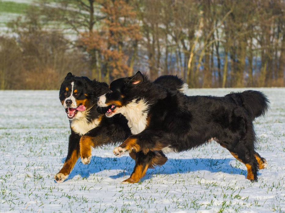 Winterfreuden mit Berner Sennenhunden - CALVENDO Foto-Puzzle'