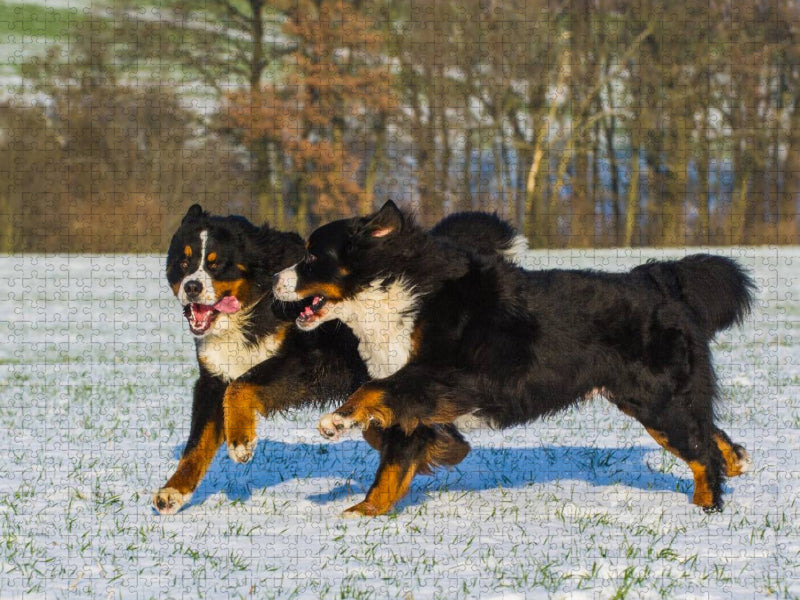 Winterfreuden mit Berner Sennenhunden - CALVENDO Foto-Puzzle'