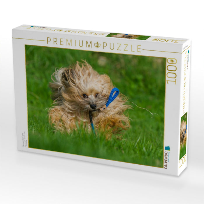 Havaneser beim Spiel - CALVENDO Foto-Puzzle'