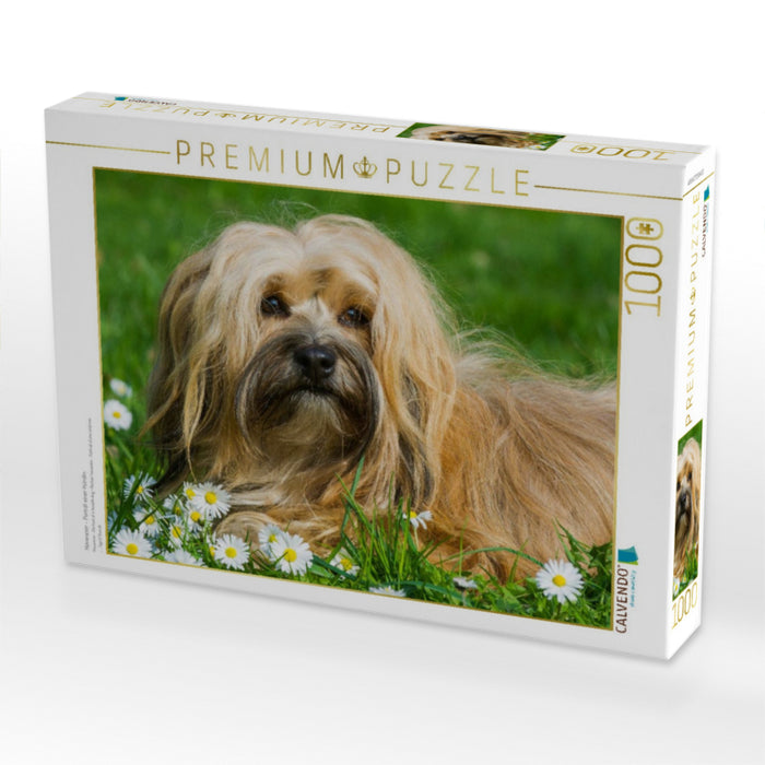 Havaneser - Porträt einer Hündin - CALVENDO Foto-Puzzle'