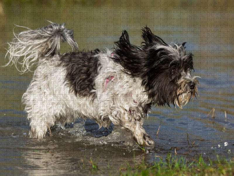 Havaneser am See - CALVENDO Foto-Puzzle'