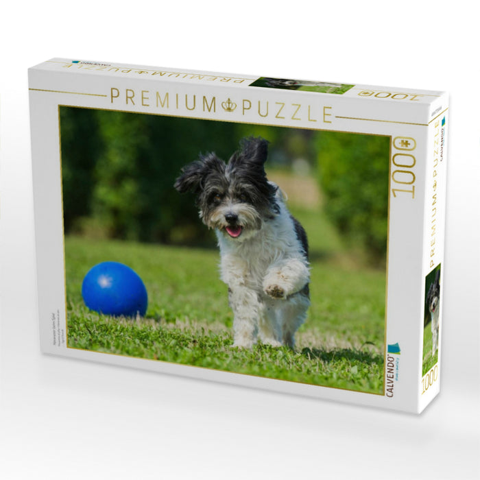 Havaneser beim Spiel - CALVENDO Foto-Puzzle'