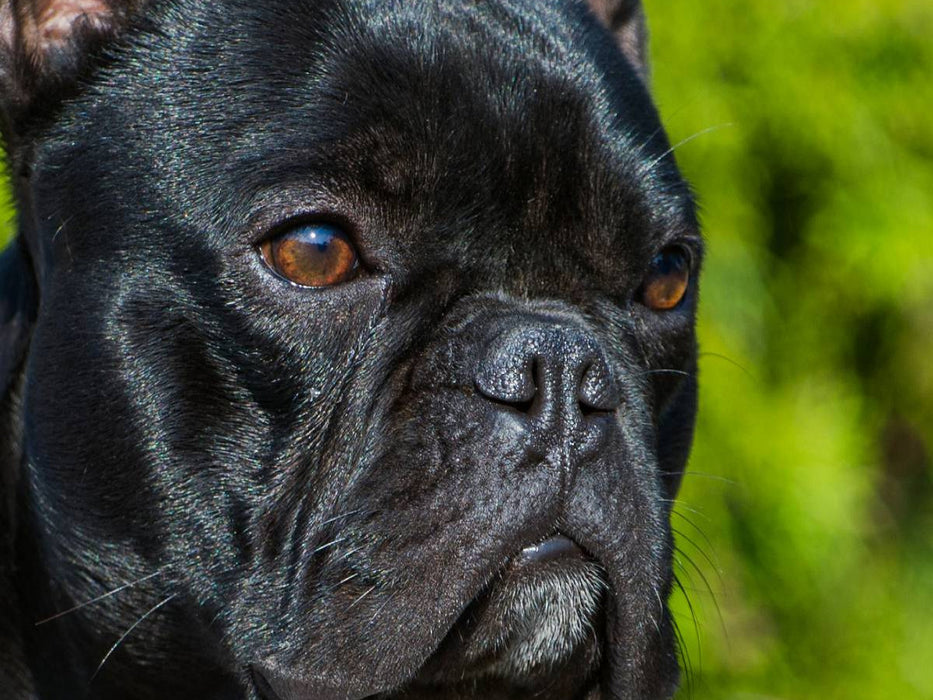 Französische Bulldogge - CALVENDO Foto-Puzzle'