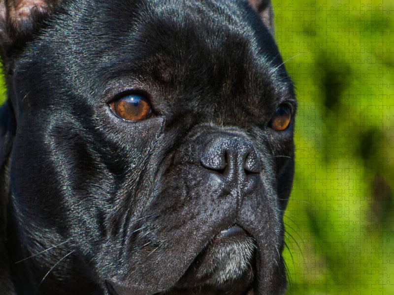 Französische Bulldogge - CALVENDO Foto-Puzzle'