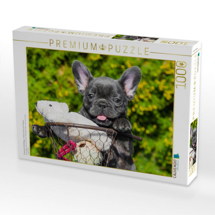 Französische Bulldogge - kleiner Clown auf 4 Pfoten - CALVENDO Foto-Puzzle'