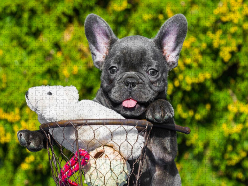 Französische Bulldogge - kleiner Clown auf 4 Pfoten - CALVENDO Foto-Puzzle'