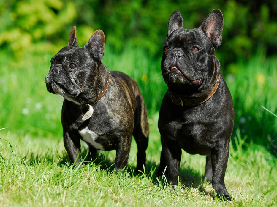 Französische Bulldogge Pärchen - CALVENDO Foto-Puzzle'