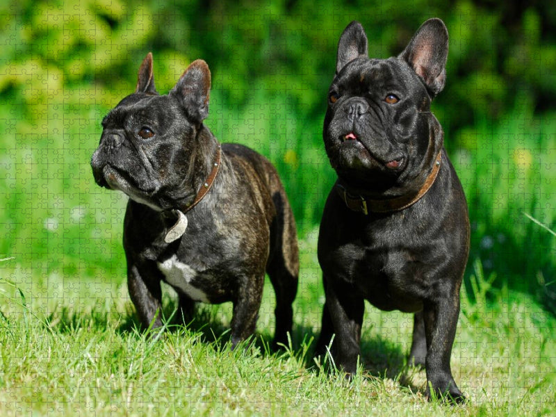 Französische Bulldogge Pärchen - CALVENDO Foto-Puzzle'