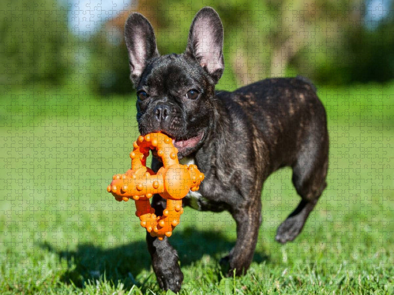Französische Bulldogge Welpe - CALVENDO Foto-Puzzle'