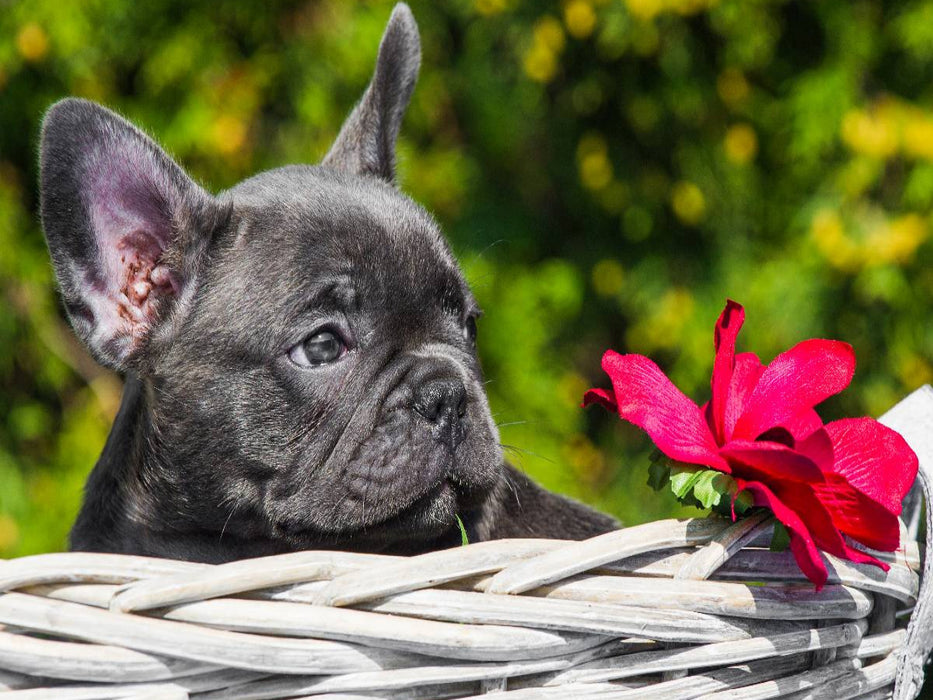Französische Bulldogge Welpe - CALVENDO Foto-Puzzle'
