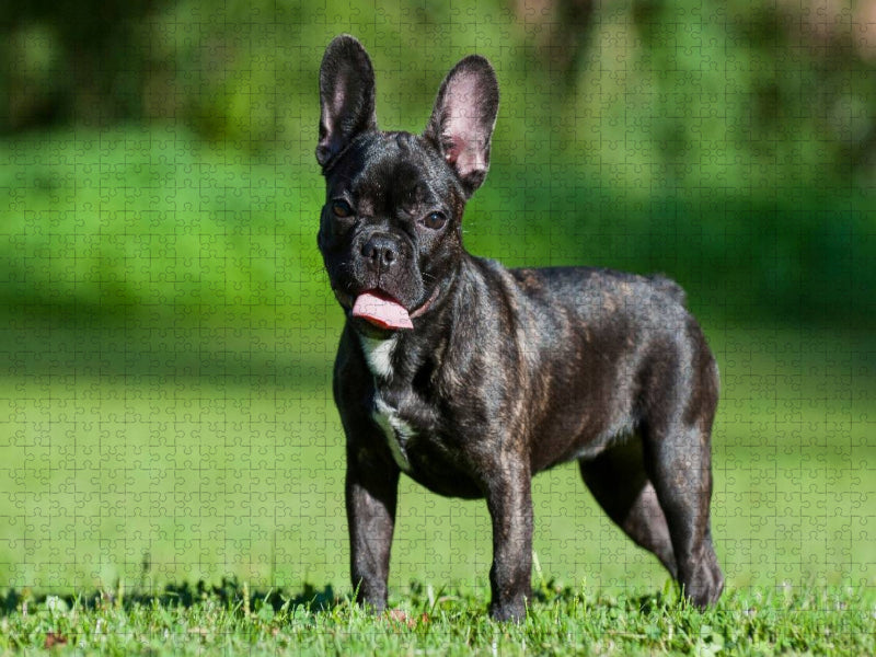 Französische Bulldogge Welpe auf der Wiese - CALVENDO Foto-Puzzle'