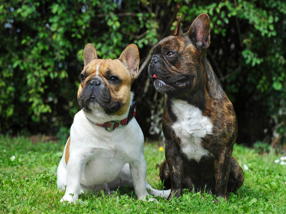 Französische Bulldoggen - CALVENDO Foto-Puzzle'