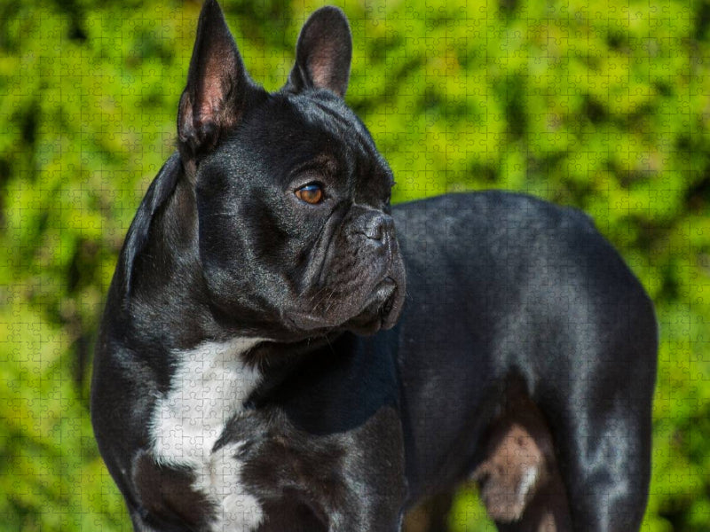 Traumhund Französische Bulldogge - CALVENDO Foto-Puzzle'