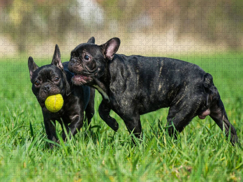 Französische Bulldogge - Welpen beim Spiel - CALVENDO Foto-Puzzle'