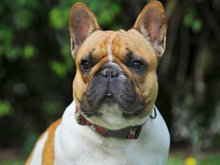 Französische Bulldogge - ein Freund für´s Leben - CALVENDO Foto-Puzzle'