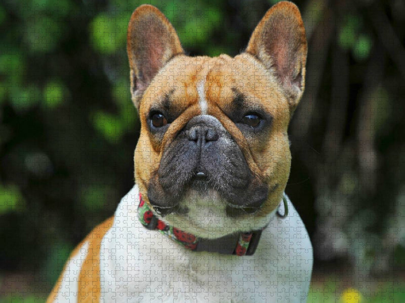 Französische Bulldogge - ein Freund für´s Leben - CALVENDO Foto-Puzzle'