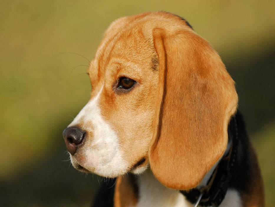 Beagle - ein Herz auf 4 Pfoten - CALVENDO Foto-Puzzle'