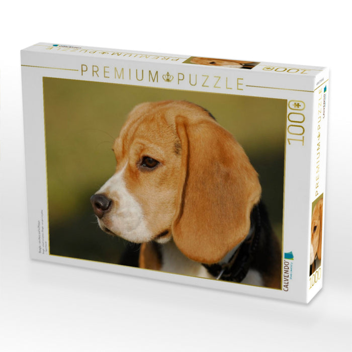 Beagle - ein Herz auf 4 Pfoten - CALVENDO Foto-Puzzle'