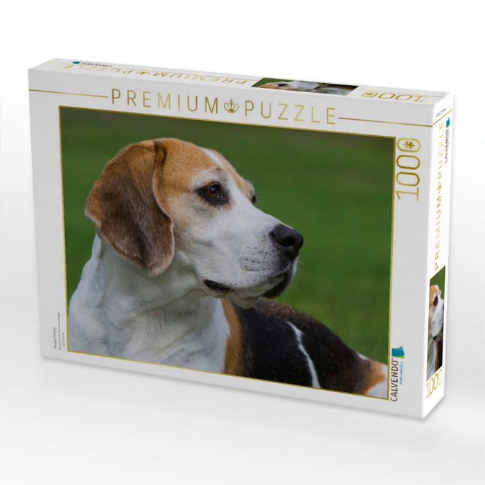 Beagle Porträt - CALVENDO Foto-Puzzle'