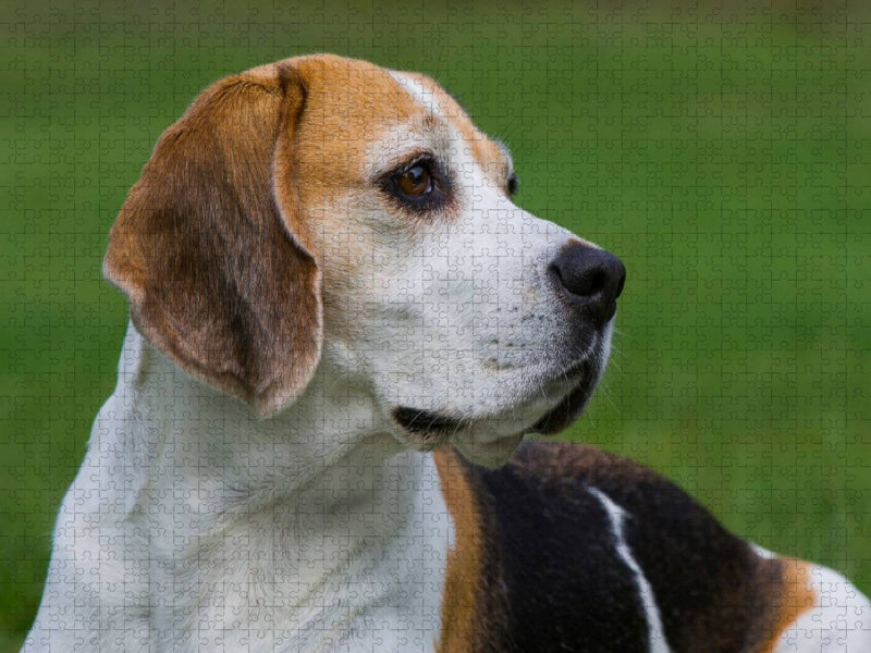 Beagle Porträt - CALVENDO Foto-Puzzle'