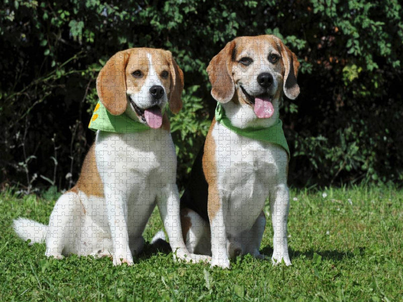 Beagle Pärchen - CALVENDO Foto-Puzzle'