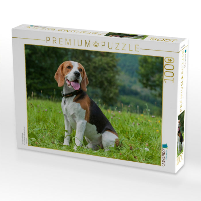 Traumhund Beagle - CALVENDO Foto-Puzzle'