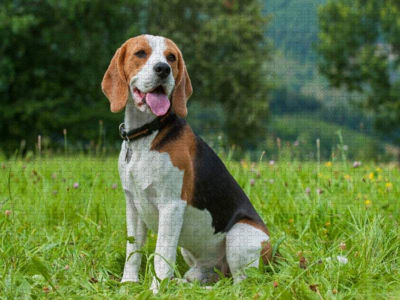 Traumhund Beagle - CALVENDO Foto-Puzzle'