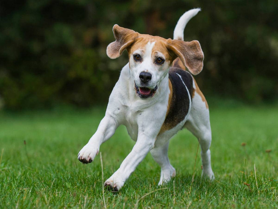 Beagle in Action - CALVENDO Foto-Puzzle'
