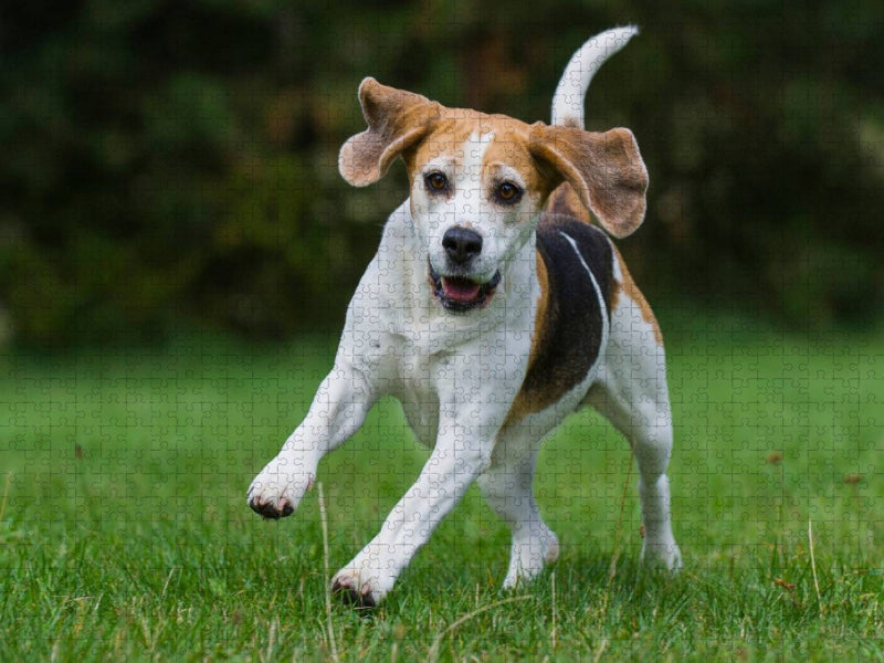 Beagle in Action - CALVENDO Foto-Puzzle'