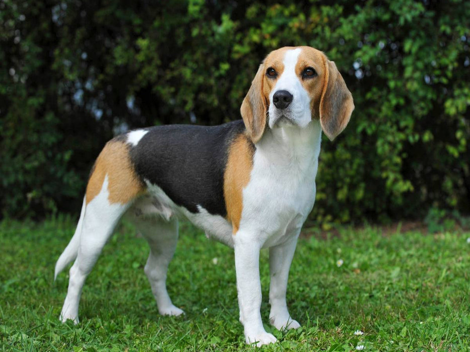 Beagle - CALVENDO Foto-Puzzle'