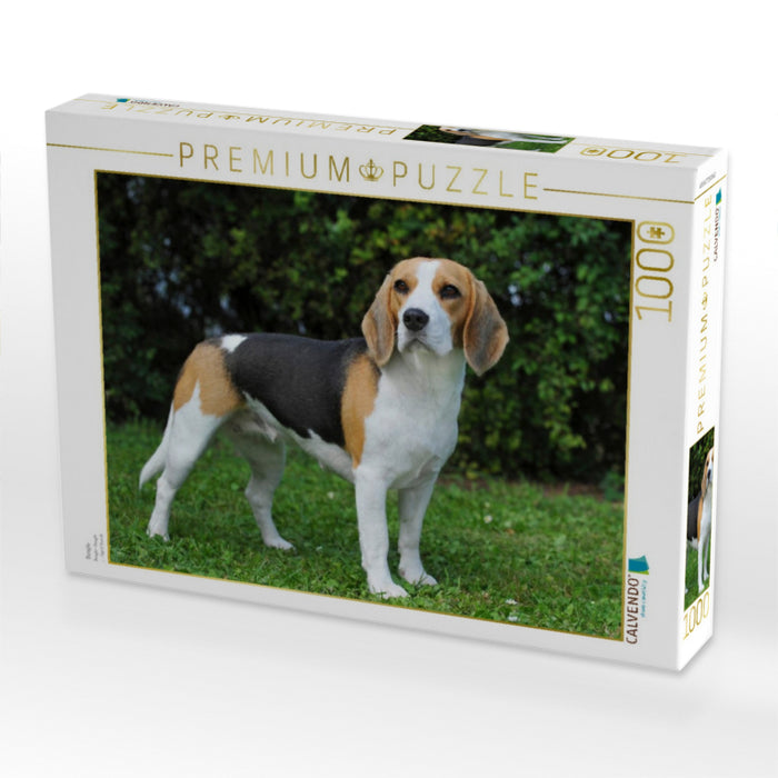 Beagle - CALVENDO Foto-Puzzle'