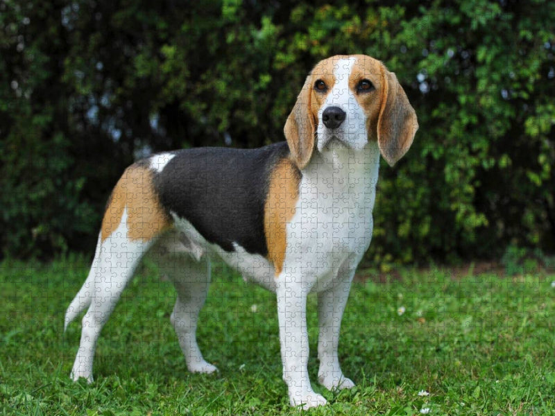 Beagle - CALVENDO Foto-Puzzle'