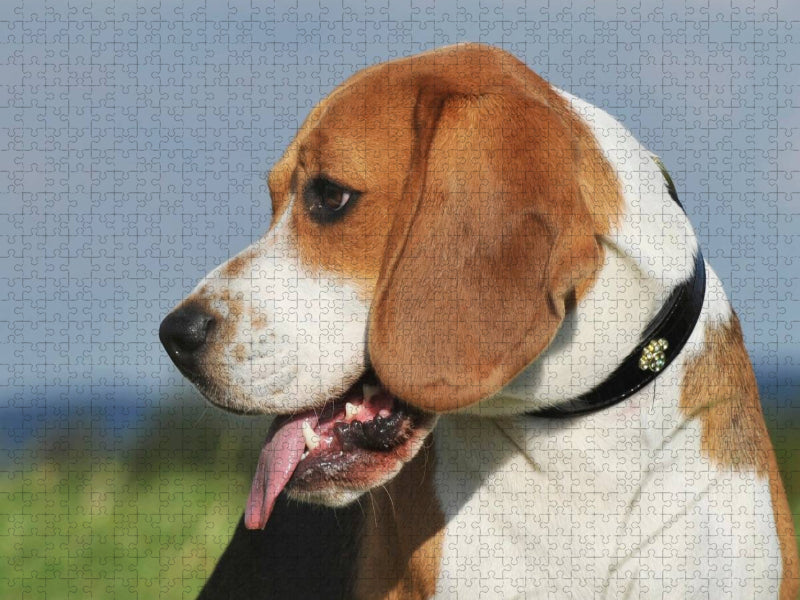Beagle - Porträt eines Rüden - CALVENDO Foto-Puzzle'