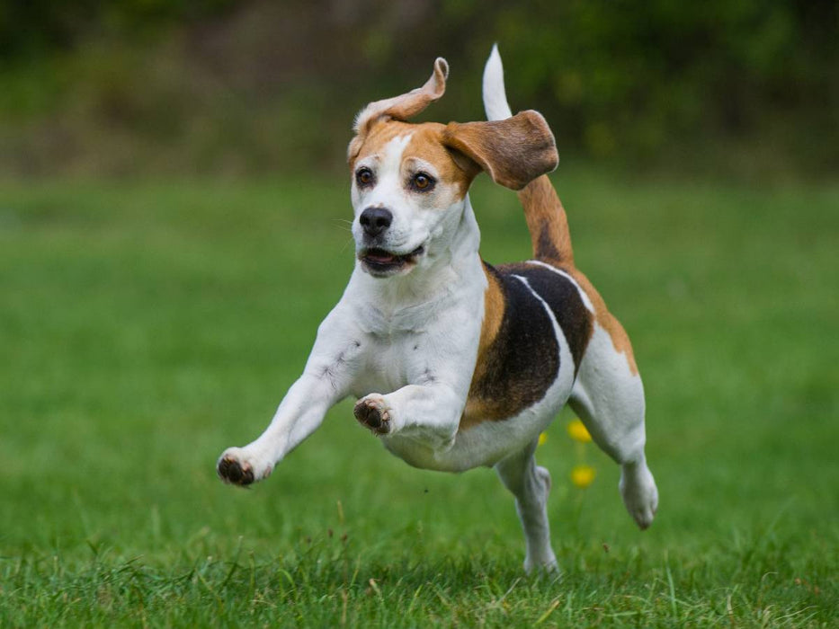 Beagle - Fliegende Ohren - CALVENDO Foto-Puzzle'