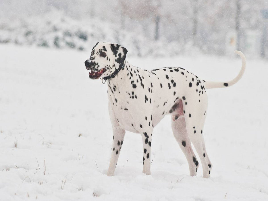 Dalmatiner im Schnee - CALVENDO Foto-Puzzle'