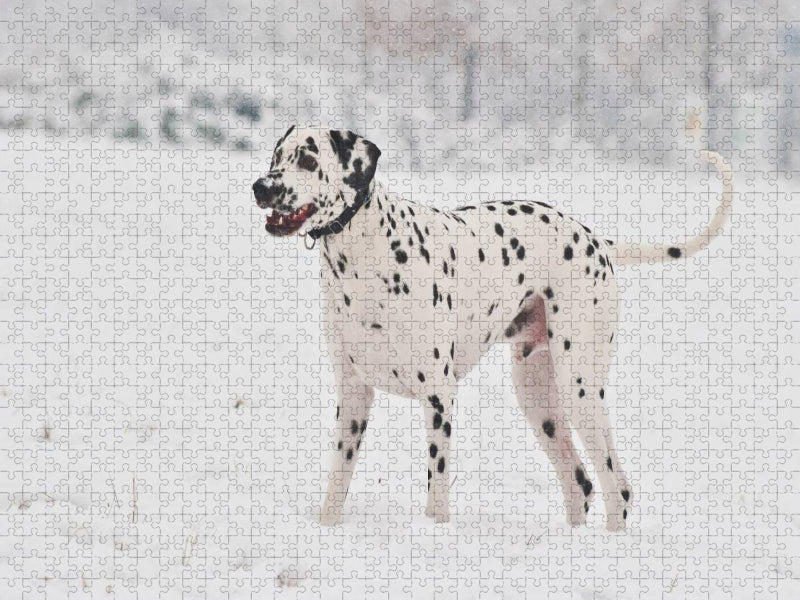 Dalmatiner im Schnee - CALVENDO Foto-Puzzle'