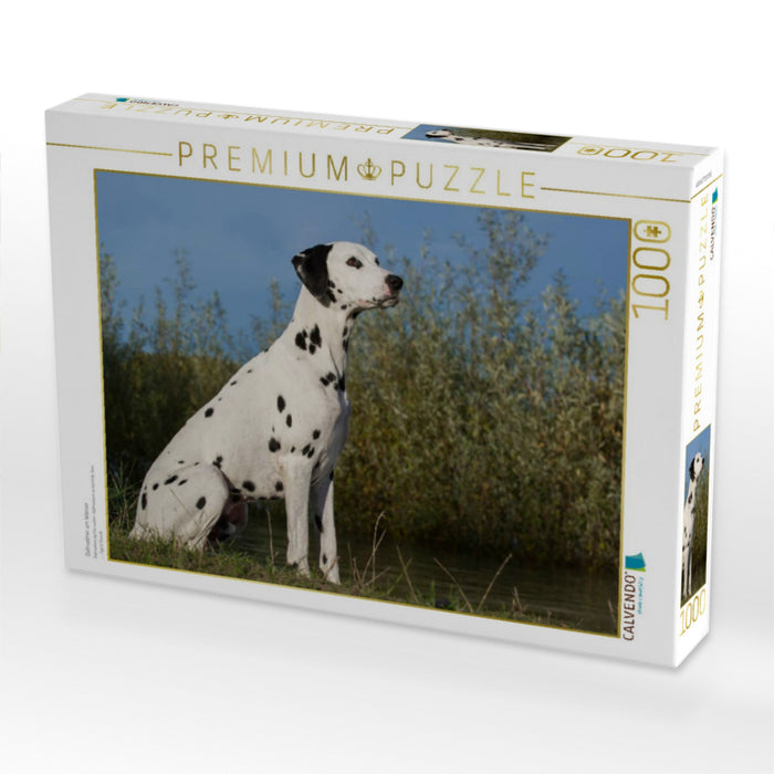 Dalmatiner am Wasser - CALVENDO Foto-Puzzle'