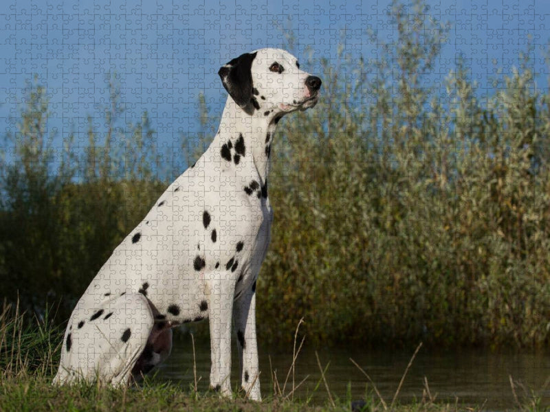 Dalmatiner am Wasser - CALVENDO Foto-Puzzle'